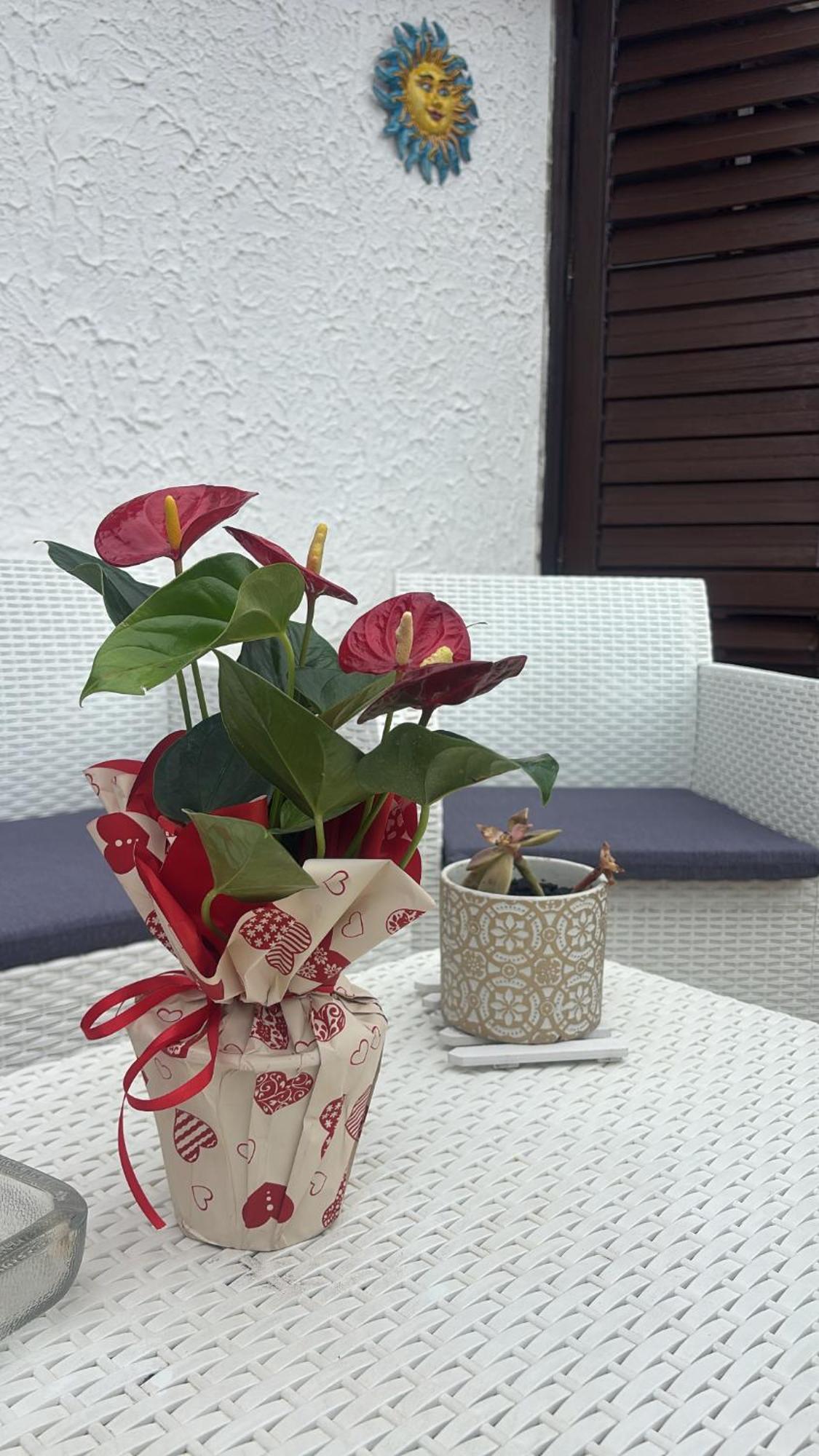 Appartamento Giardini Naxos Butterflies Home Schiso Εξωτερικό φωτογραφία
